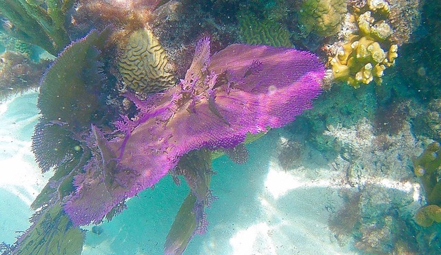 Ocean Front Studio, Kayak available - Swimming, bring own snorkle Euipment in Sandys